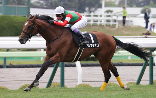 横津岳特別を制したアルマデオロ