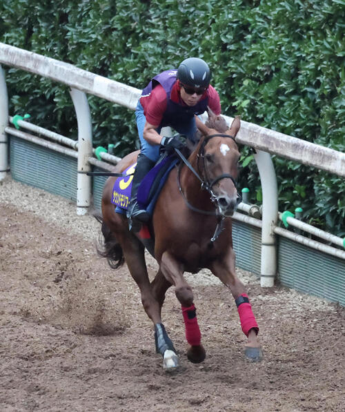 坂路を単走で追い切るサウンドモリアーナ(2026年9月23日撮影)