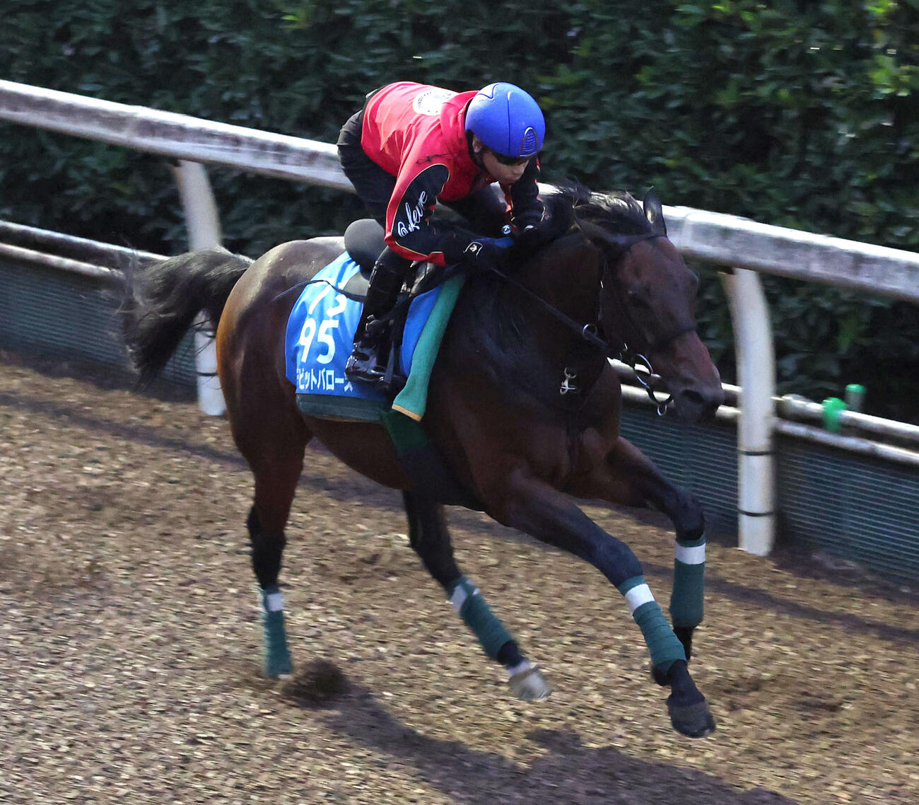 池添謙一騎手を背に坂路を単走で追い切るデビットバローズ（撮影・白石智彦）