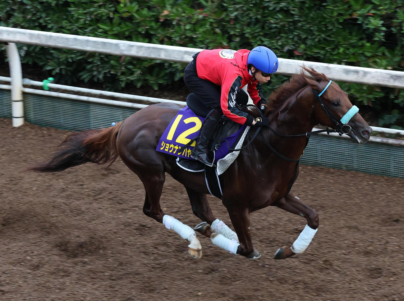 池添謙一騎手を背に坂路を単走で追い切るショウナンハヤナミ（撮影・白石智彦）