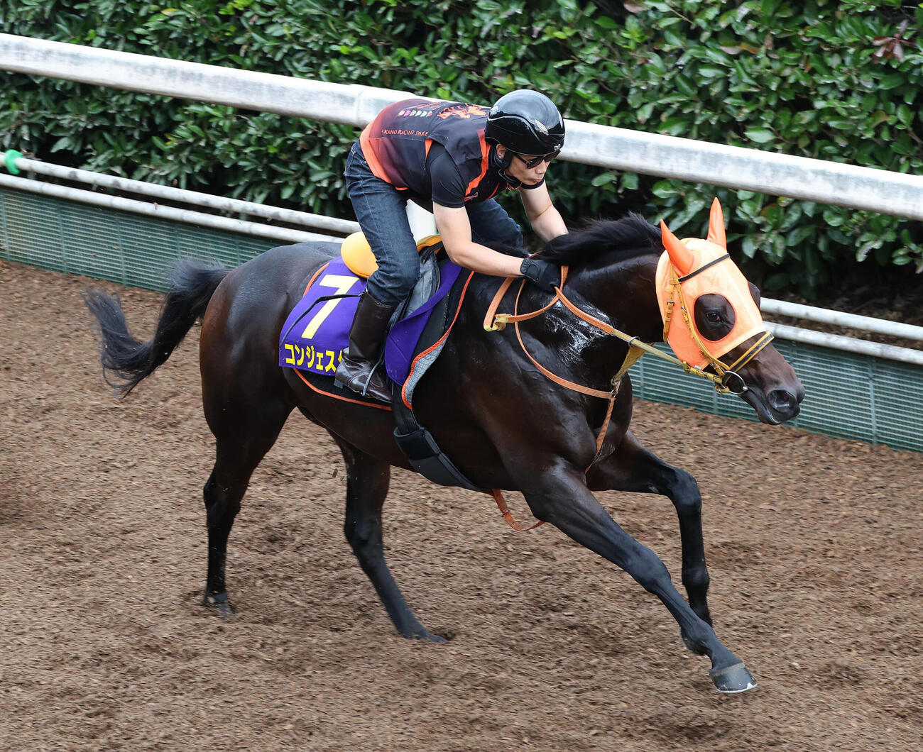 坂路を単走で追い切るコンジェスタス（撮影・白石智彦）