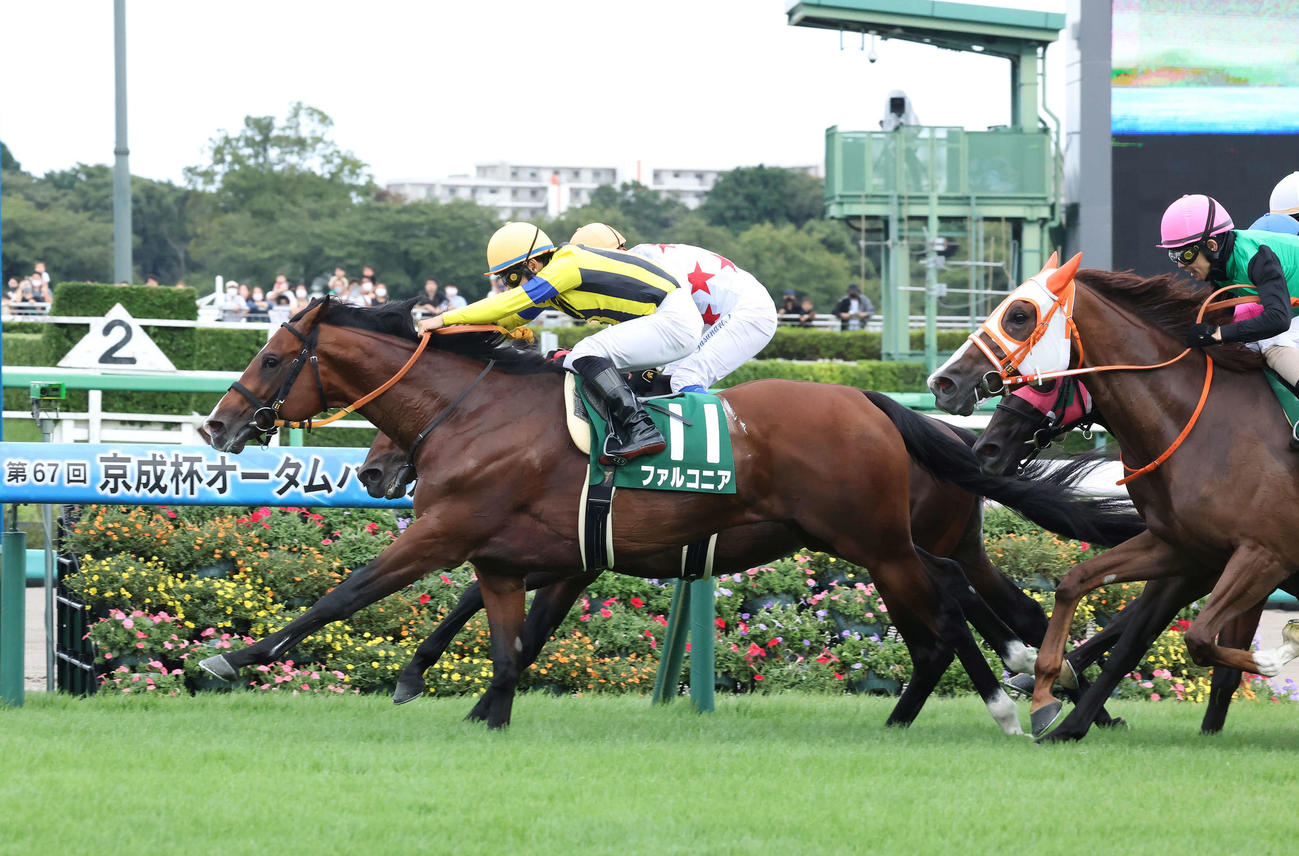 京成杯AHを制したファルコニアと吉田騎手（撮影・丹羽敏通）