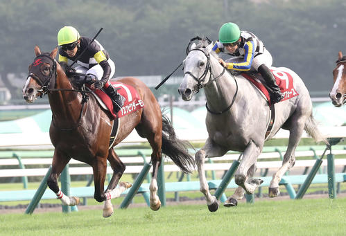 アスクビクターモア（左）との競り合いを制しセントライト記念に勝利したガイアフォース（撮影・丹羽敏通）
