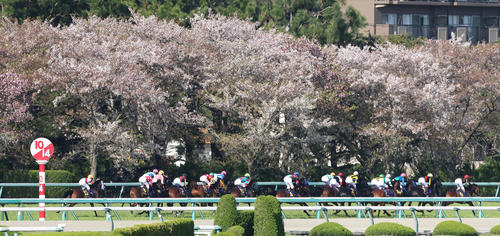向正面の桜をバックにレースを進めるリバティアイランド(左から5頭目)(撮影・白石智彦)