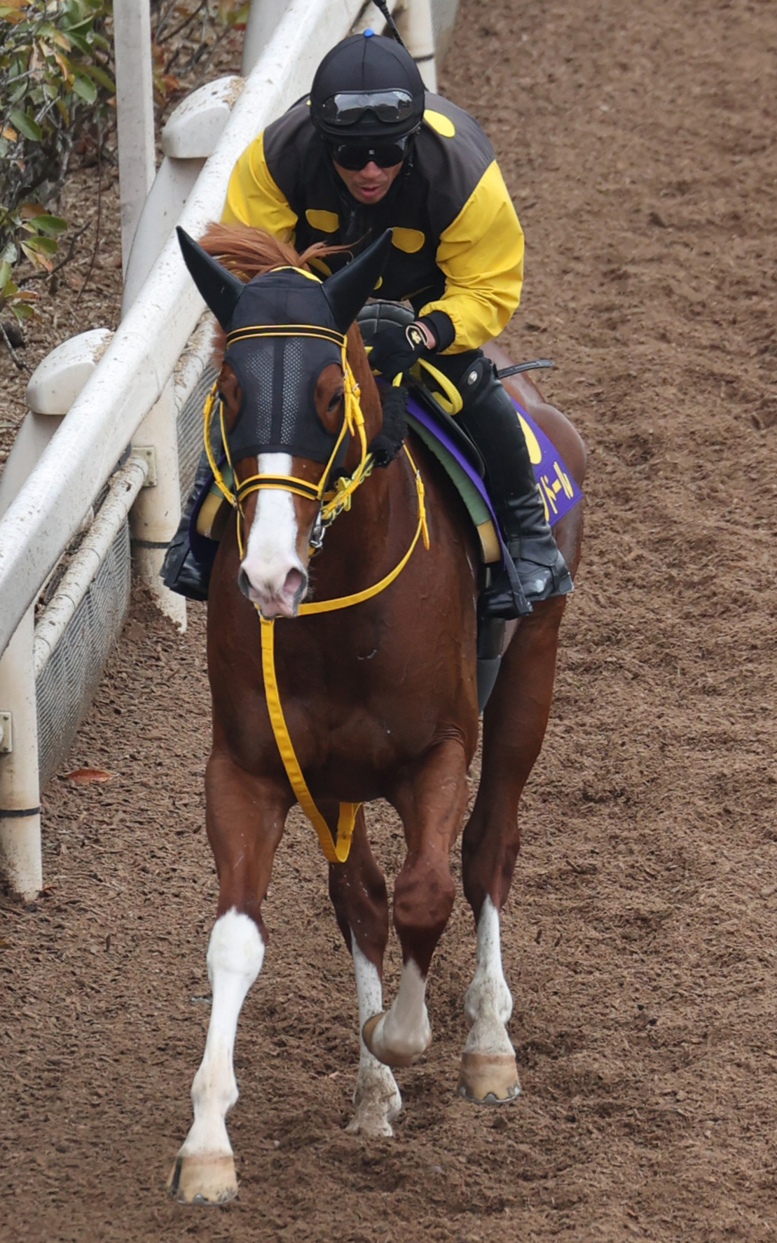 水島の注目馬ジャックドール
