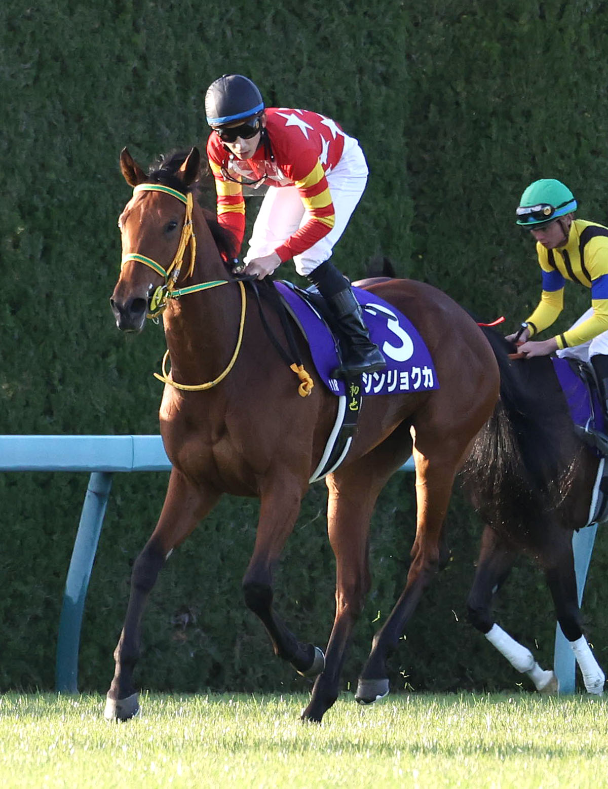 阪神JFで2着に入ったシンリョクカ（2022年12月11日撮影）