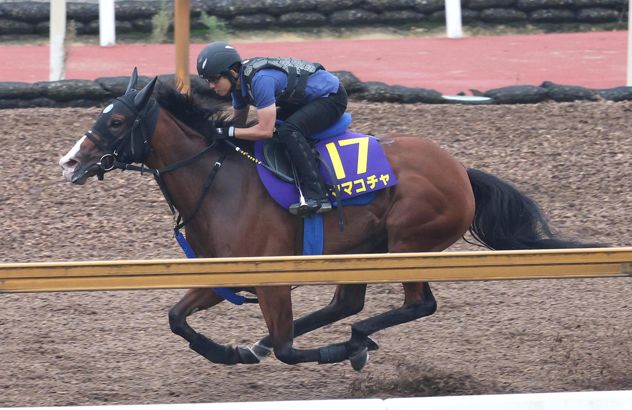 21日、Cウッドを単走で追い切るママコチャ
