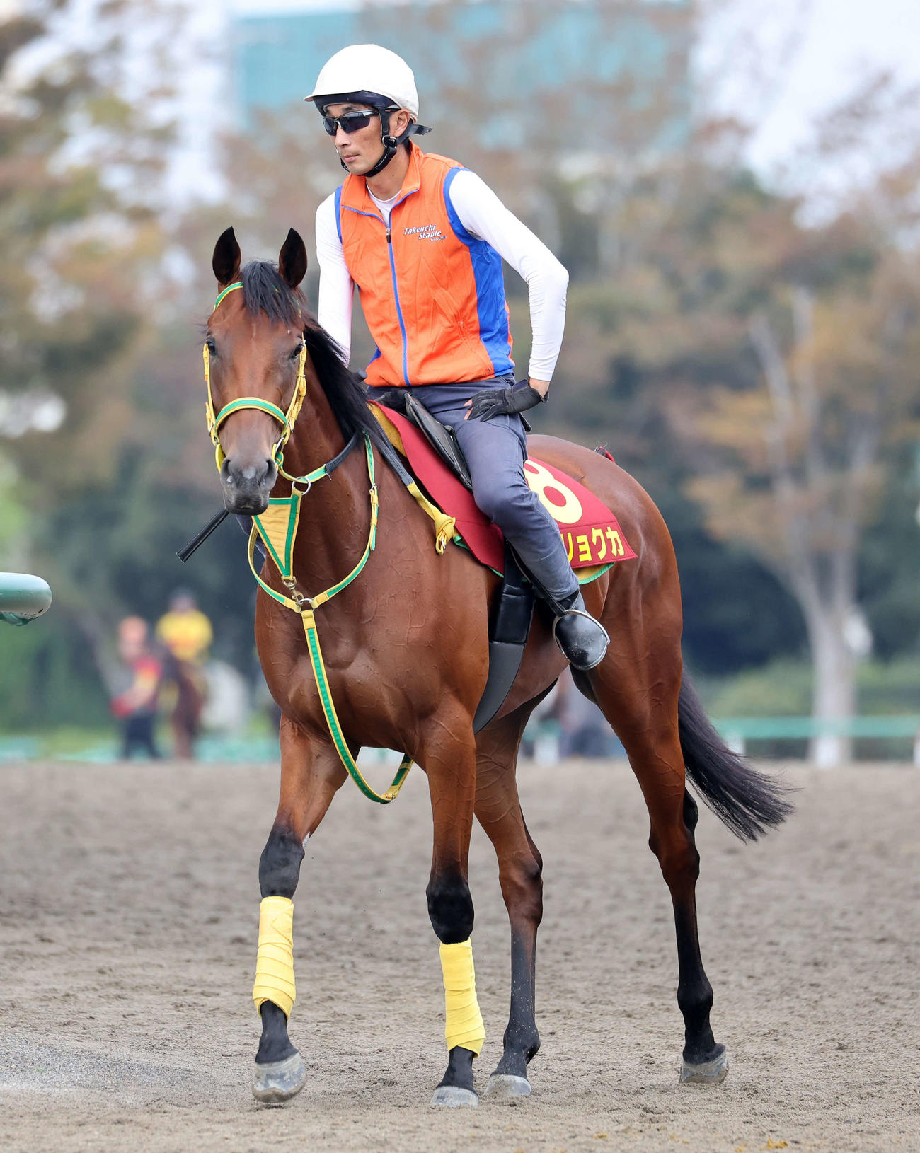 乗り運動するシンリョクカ（撮影・鈴木正人）