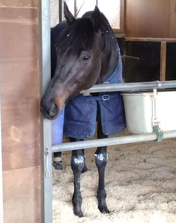 有馬ウイークが幕を開けた月曜の朝、ジャスティンパレスは自馬房で穏やかに過ごした（撮影・岡本光男）