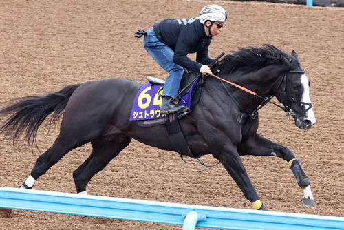 シュトラウスは美浦ウッドを単走で追い切られた
