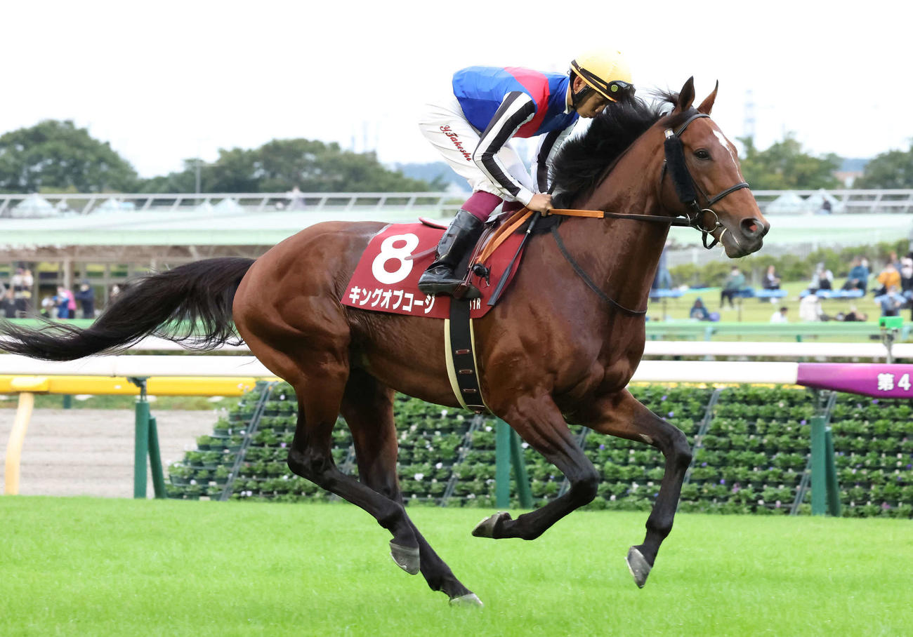 キングオブコージ（2022年10月9日撮影）