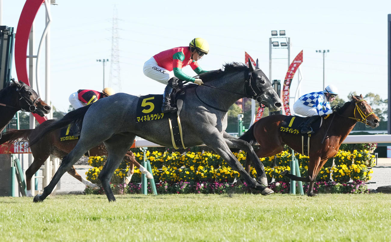 若駒Sを制したマイネルラウレア（手前）。右は2着ワンダイレクト（2023年1月21日撮影）