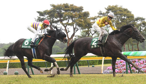 新潟大賞典2着のセイウンハーデス(左)。右は勝ったカラテ