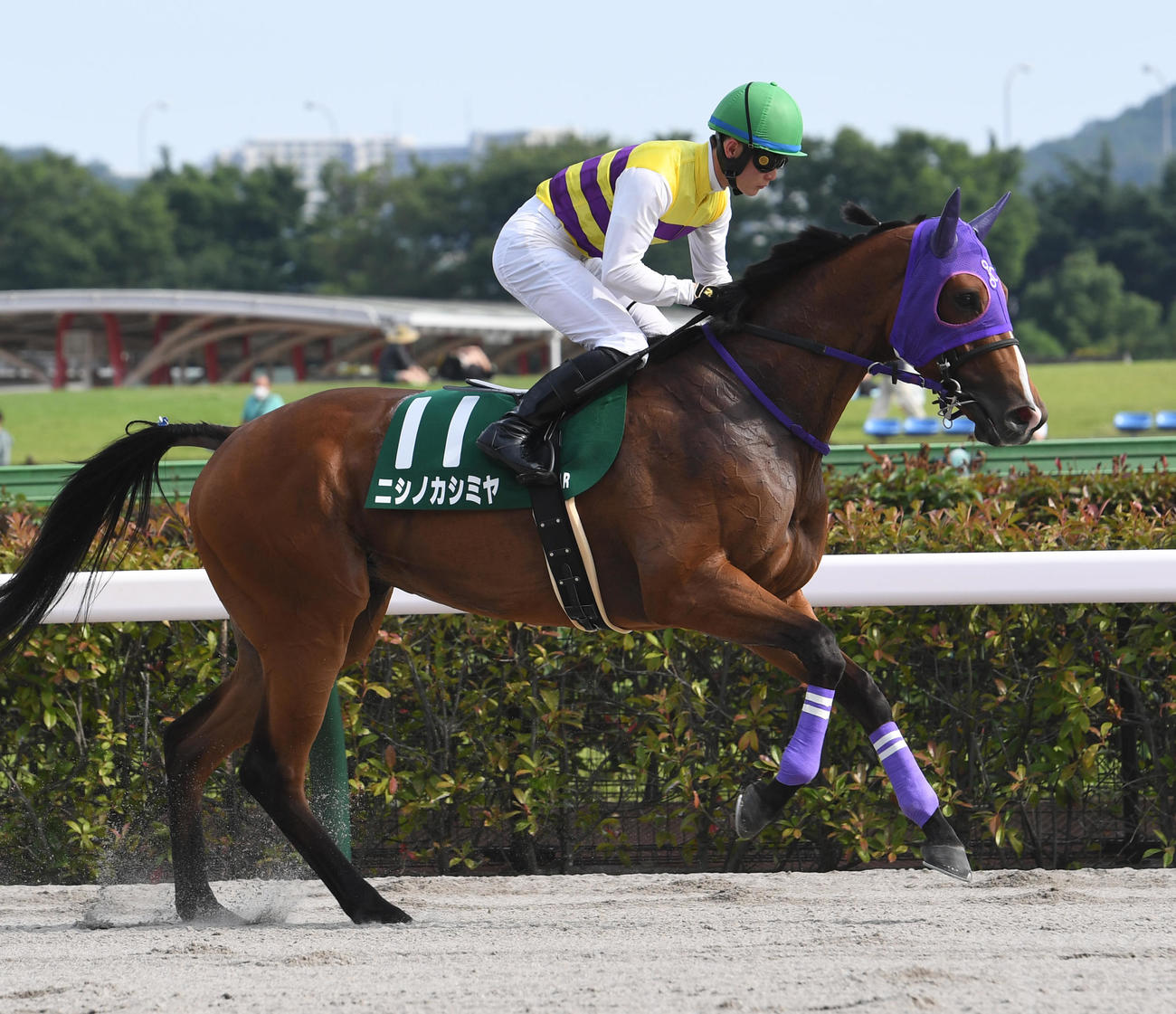 ユニコーンS、本馬場に入場したニシノカシミヤと永野騎手（2023年6月18日撮影）