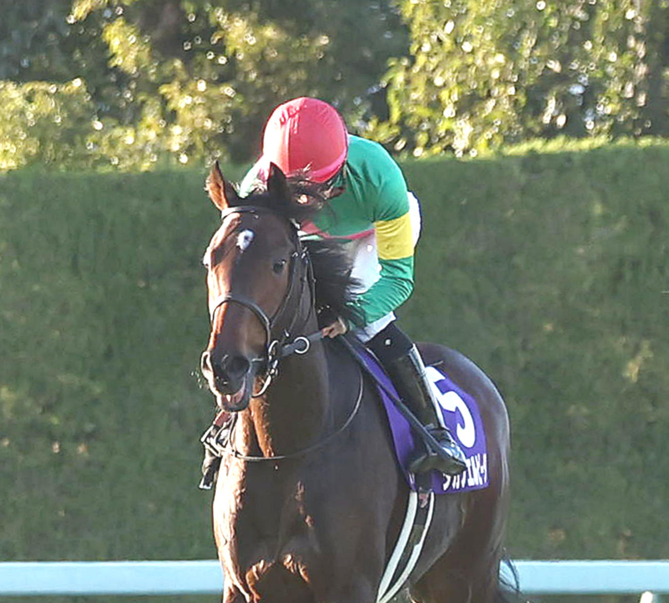 朝日杯FS3着に入った紅一点のタガノエルピーダ（撮影・白石智彦）