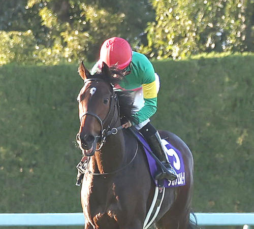 朝日杯FS3着に入った紅一点のタガノエルピーダ（撮影・白石智彦）