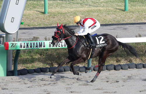 袖ケ浦特別を制したハヤブサジェットと石川騎手（2024年4月13日撮影）