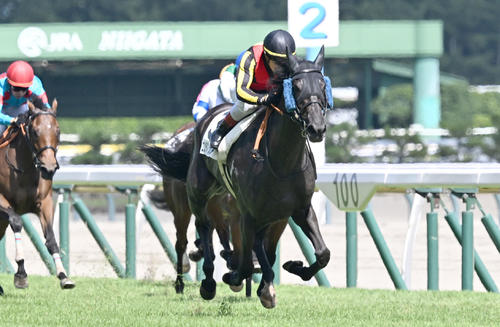 17日新潟7R、3歳未勝利戦を制したコンテネレッツアとルメール騎手