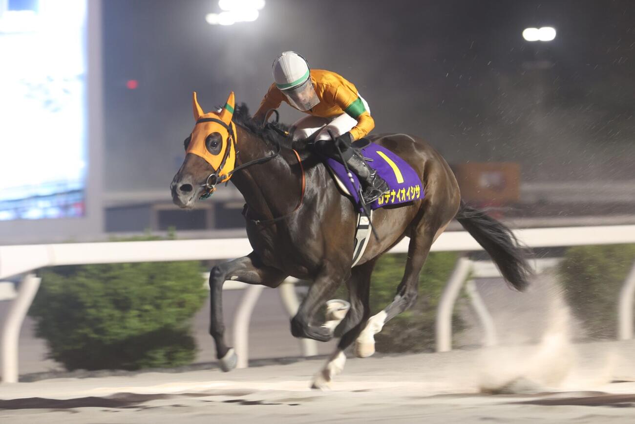 黒潮菊花賞を制して高知3冠馬となったカツテナイオイシサ