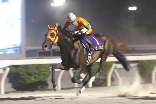 黒潮菊花賞を制して高知3冠馬となったカツテナイオイシサ