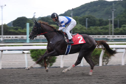 堆金菊特別に続いてリケアボレロが連勝を狙う