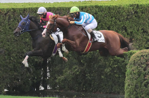 京都4Rの障害3歳以上オープンを制したディナースタ（右）