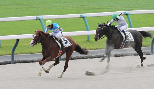 京都4Rの障害3歳以上オープンを制したディナースタ。右は2着のヘザルフェン