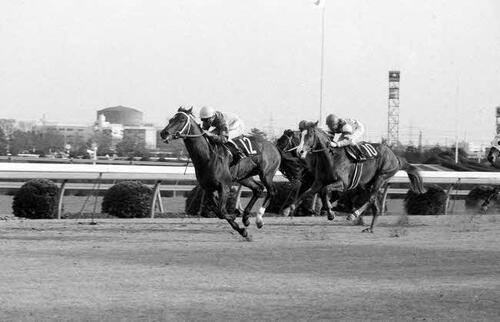 1984年弥生賞でビゼンニシキに1馬身3／4差をつけて快勝したシンボリルドルフ