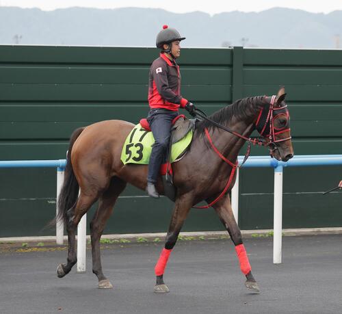 函館競馬場で調整するローザベッラ