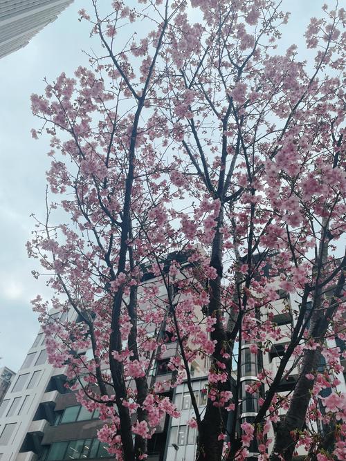 渋谷WINS近くの桜