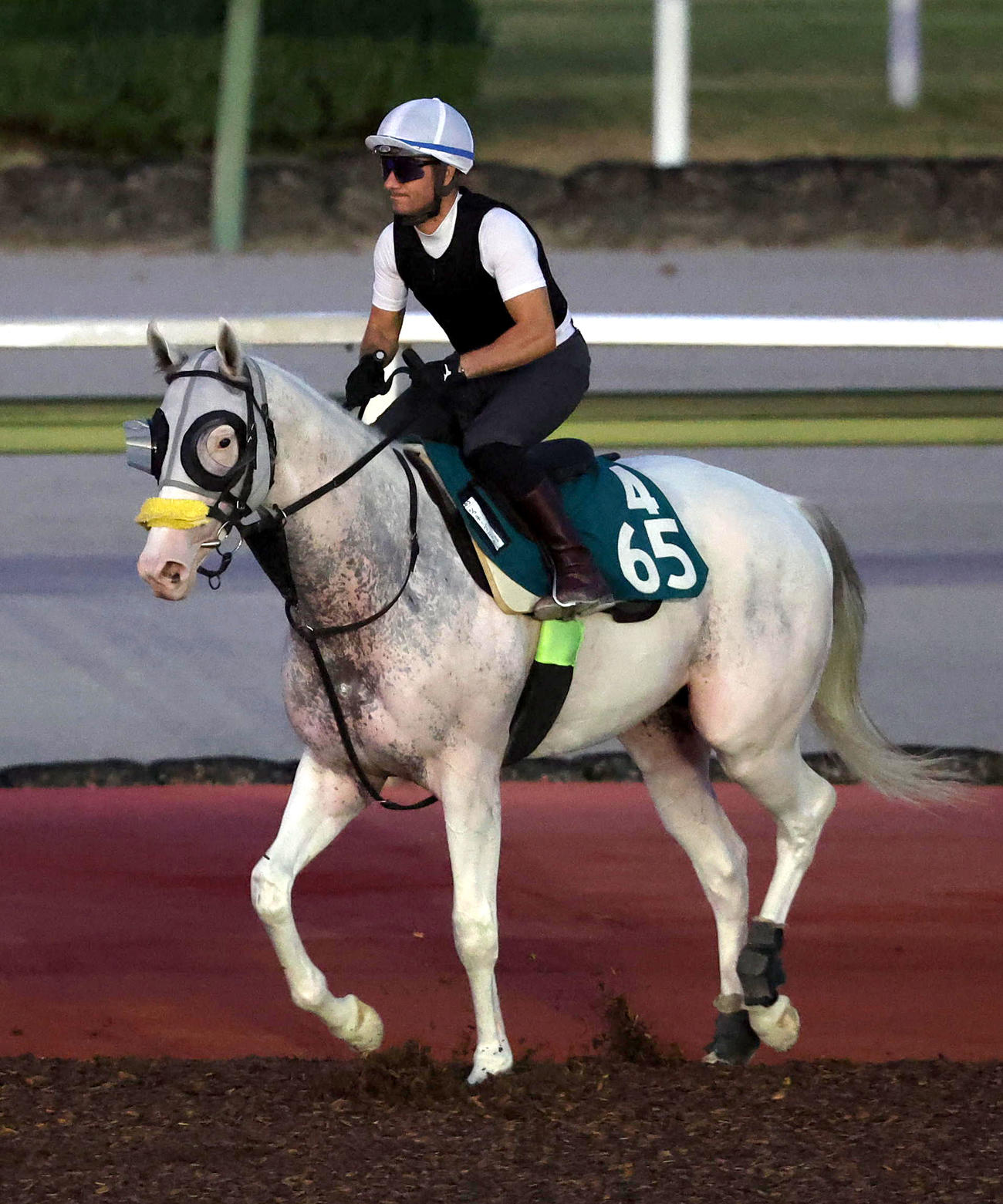 M・デムーロ騎手を背に馬場入りするシュネーグロッケン（2024年8月14日撮影）