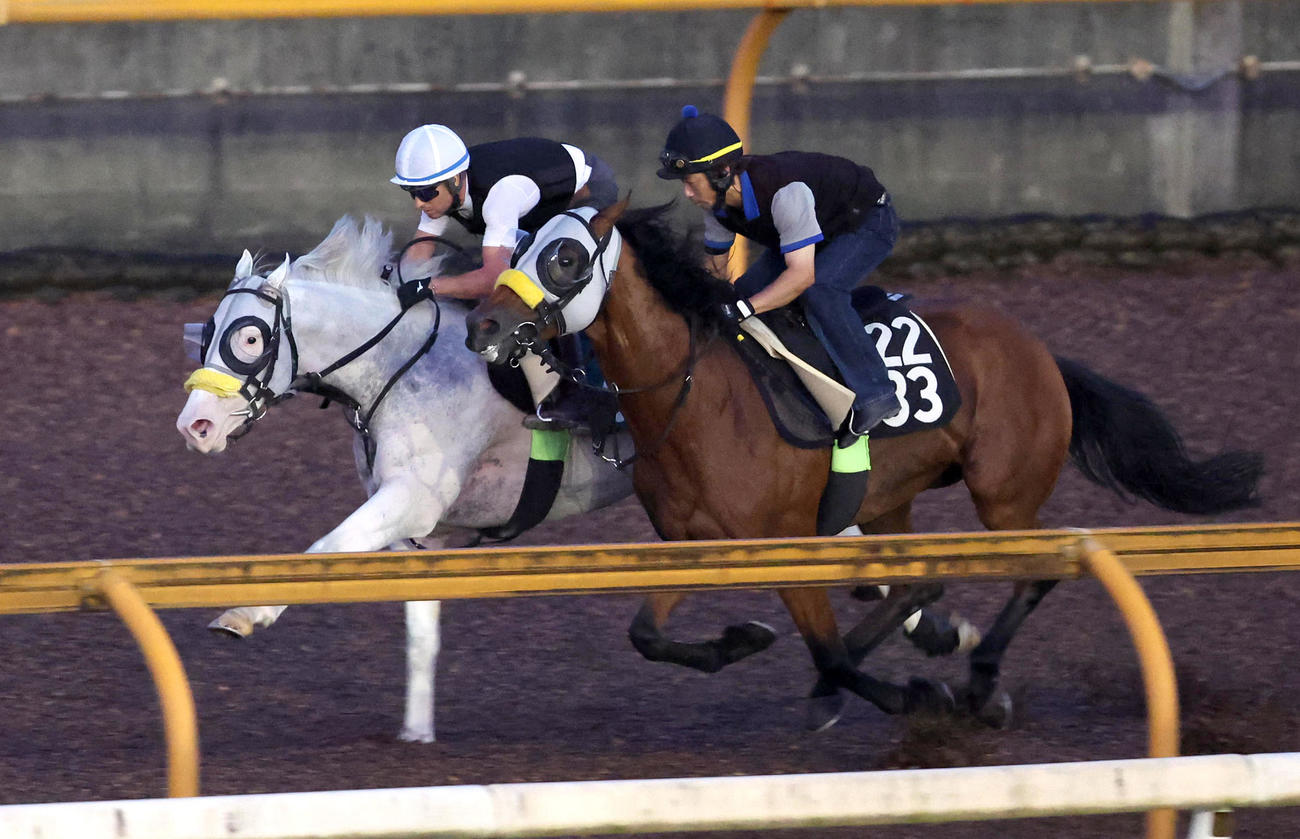 シュネーグロッケン（左）はM・デムーロを背にCウッドを併せ馬で追い切る（2024年8月14日撮影）