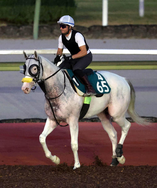 M・デムーロ騎手を背に馬場入りするシュネーグロッケン（2024年8月14日撮影）