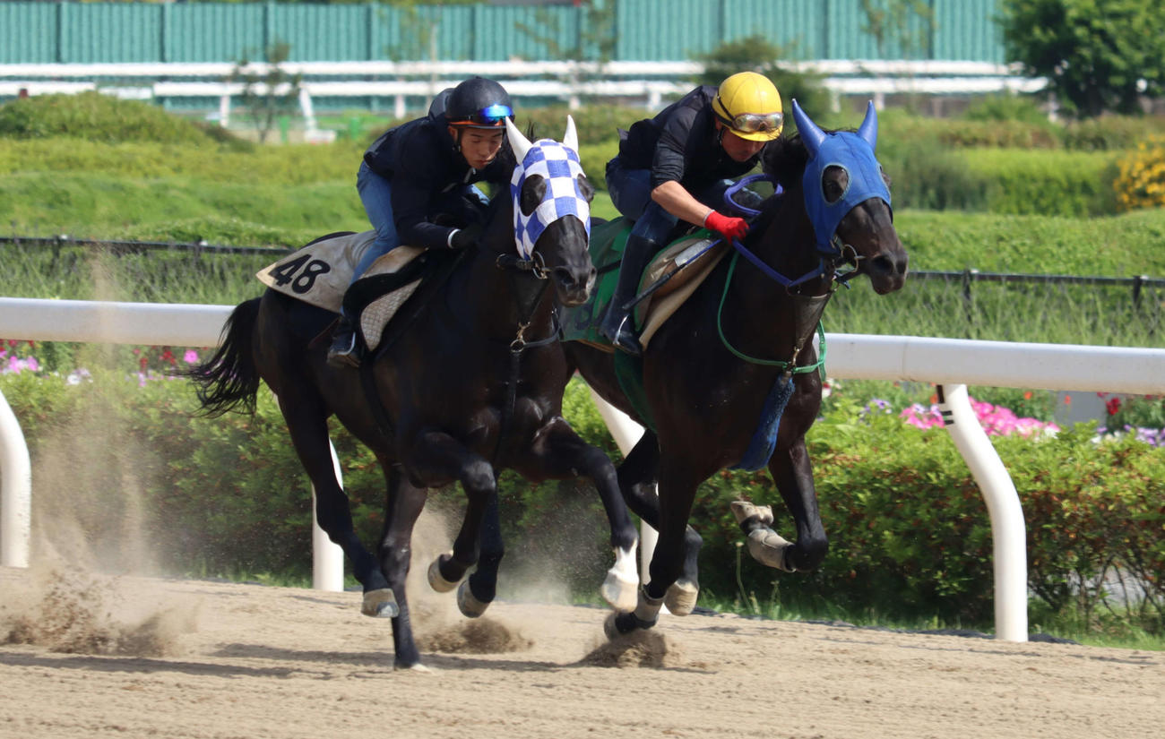 東京ダービーに向けて浦和競馬場で併せ馬で追い切られたライアン（右）とカイル
