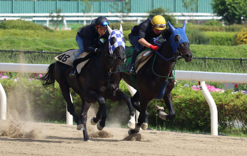 東京ダービーに向けて浦和競馬場で併せ馬で追い切られたライアン（右）とカイル