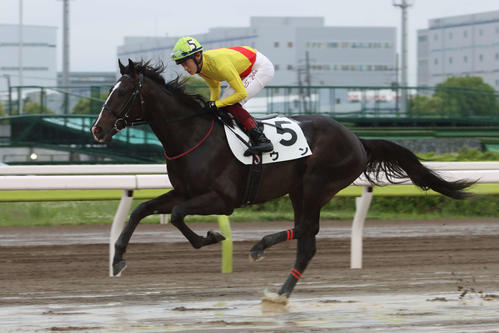 芝向きのウンが盛岡の芝で初重賞制覇を目指す