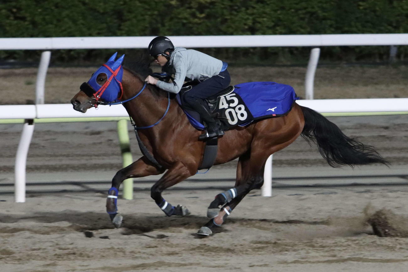 10日、ダイオライト記念に向けて最終追い切りを行うセイカメテオポリス