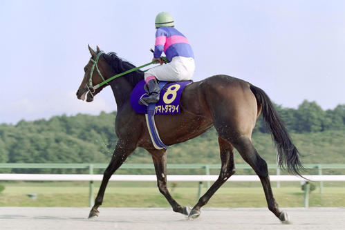 00年オータムカップ、本馬場に入場するヤマトダマシイと阿部英俊騎手