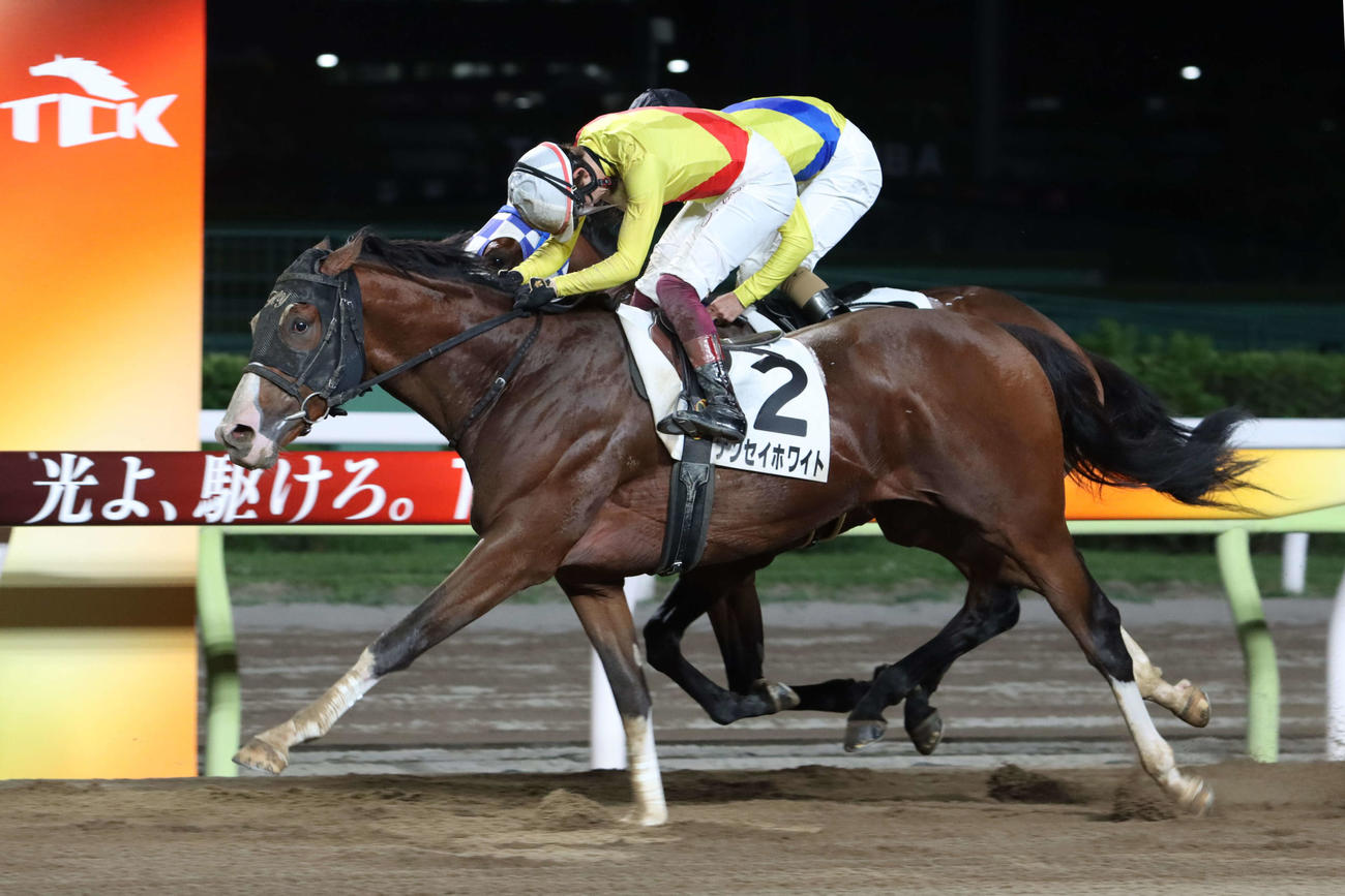 22日、逃げ粘るキングオブザナイル（奥）に競り勝ち東京ダービートライアルを制したナンセイホワイトと笹川翼騎手