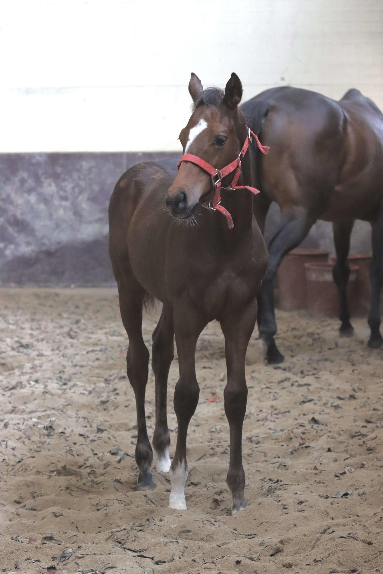 今年2月に韓国のPNSファームで生まれたアドマイヤドン産駒（母ソンアムロンダドール）の牡馬