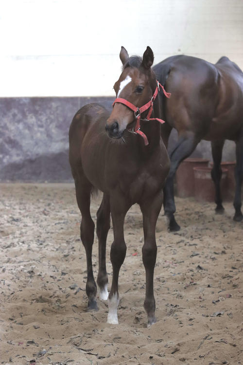 今年2月に韓国のPNSファームで生まれたアドマイヤドン産駒（母ソンアムロンダドール）の牡馬