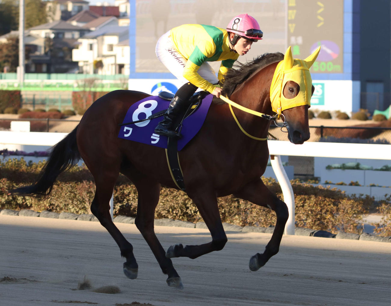 兵庫ゴールドCに挑むワラと福原杏騎手