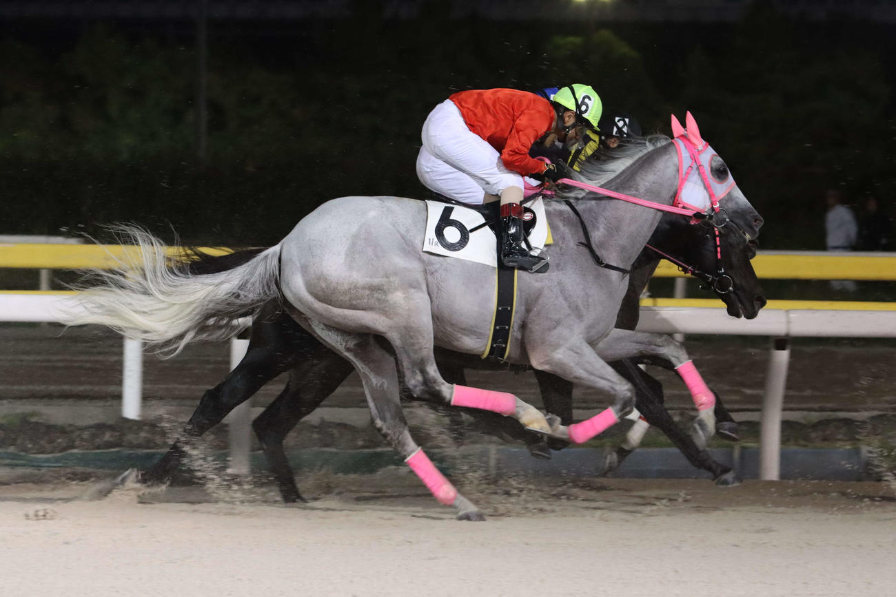 船橋競馬場では最後の出走となった２走前のリッカルド（23年9月撮影）