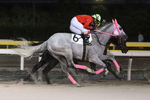 船橋競馬場では最後の出走となった２走前のリッカルド（23年9月撮影）