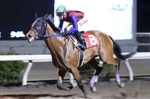土佐有楽特別を制したシンメデージーと吉原騎手（提供・高知県競馬組合）