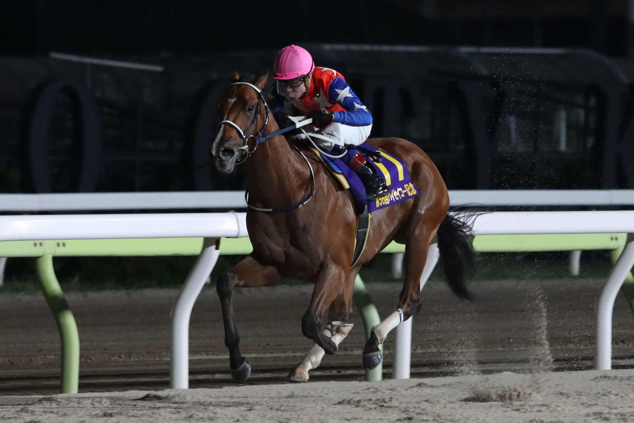 復帰が待たれる5戦5勝馬ダテノショウグン