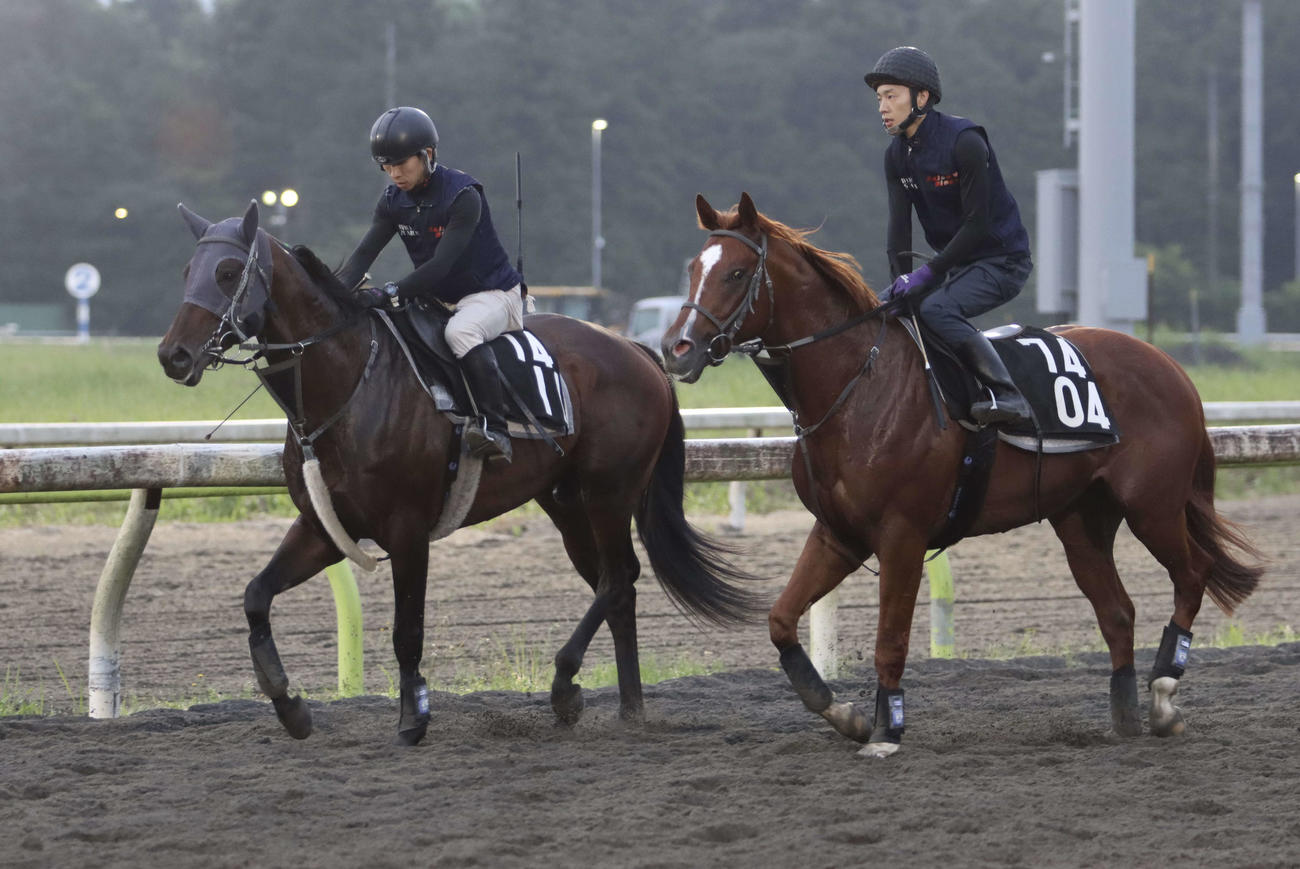 帝王賞に向けた最終追い切りを終えて併走馬とともに引き揚げてきたサヨノネイチヤと西啓太騎手（左）
