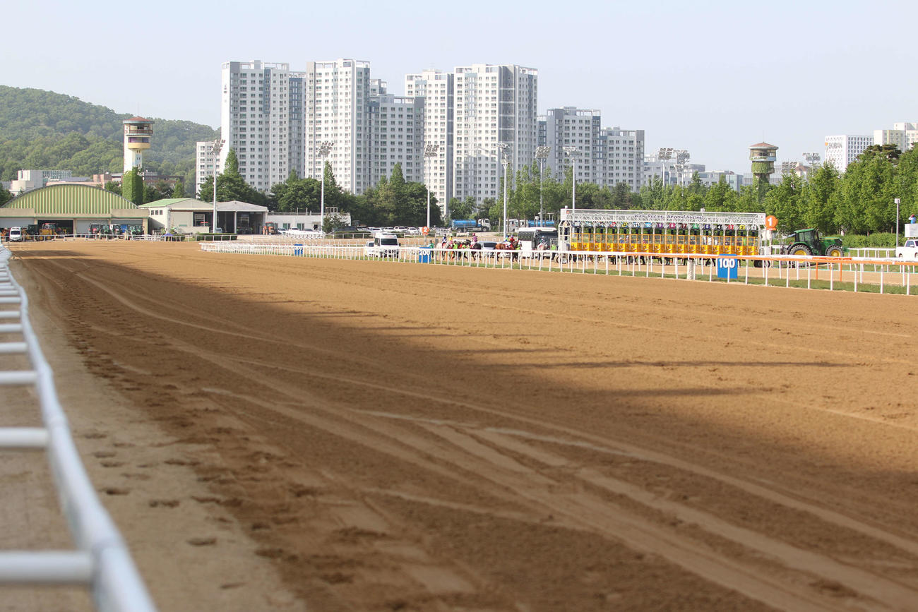 ソウル競馬場の直線