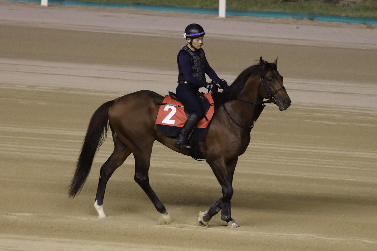ソウル競馬場の本馬場を歩くライトウォーリア