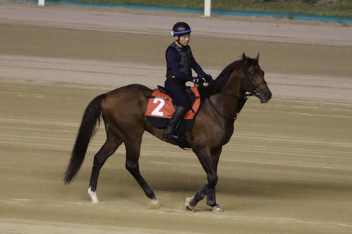 ソウル競馬場の本馬場を歩くライトウォーリア